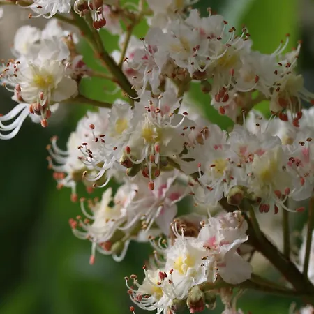 Klemmbachidyll Apartman