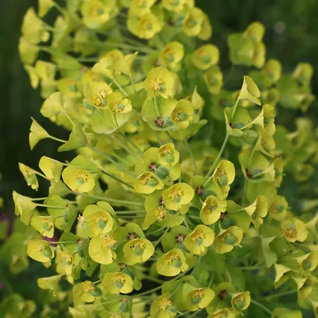 Klemmbachidyll * Badenweiler