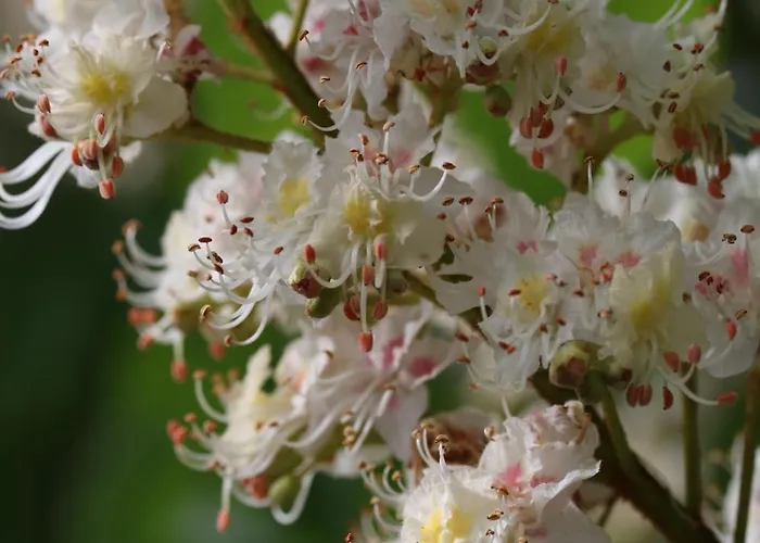 Klemmbachidyll Apartament